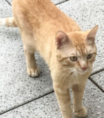 2018-06-28 Kater Svg+xml,%3Csvg%20xmlns%3D%22http%3A%2F%2Fwww.w3